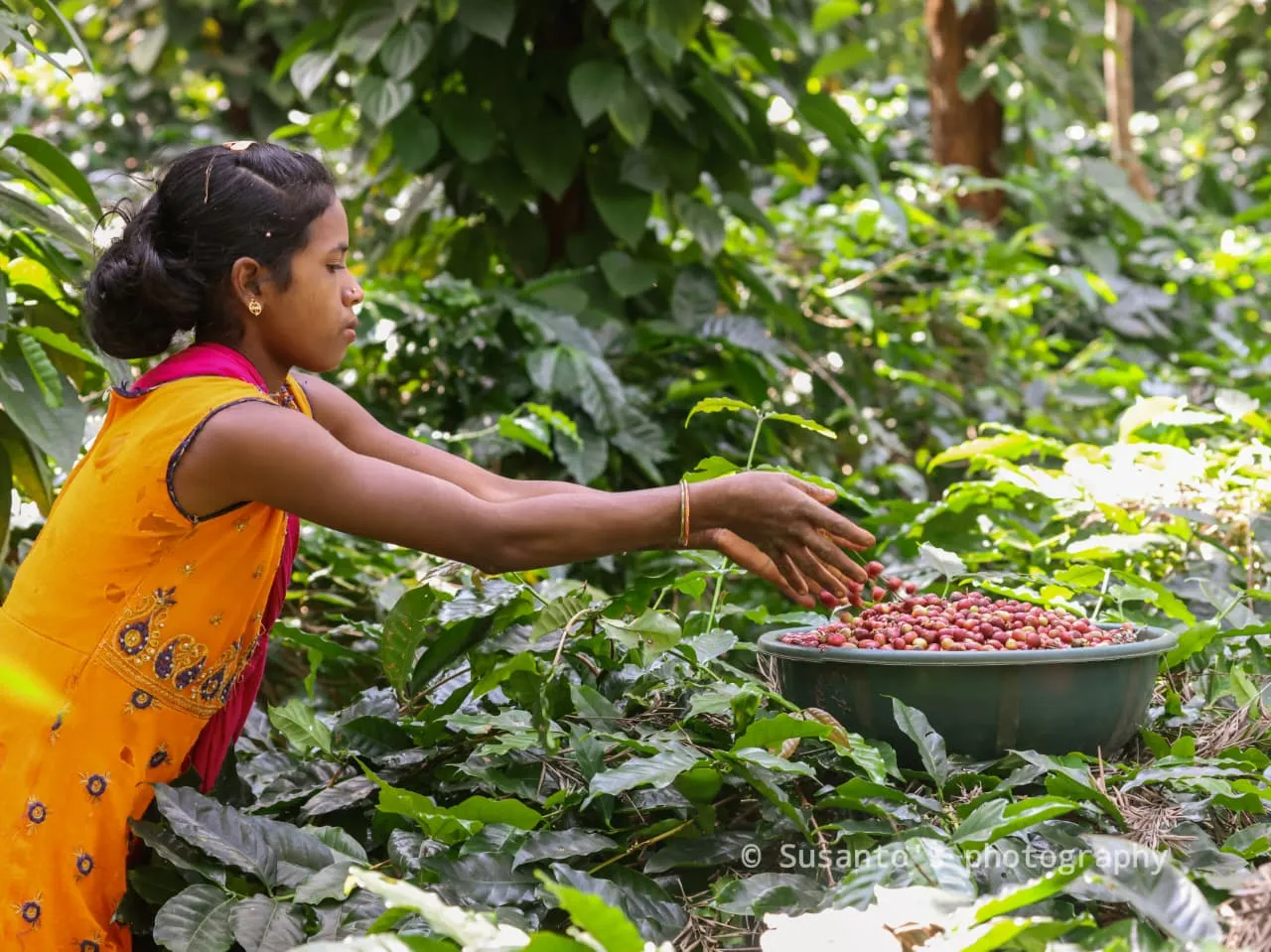 Inspiring Story from Rajuguda Coffee Plantation
